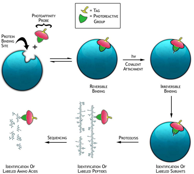 Activity-Based Protein Profiling